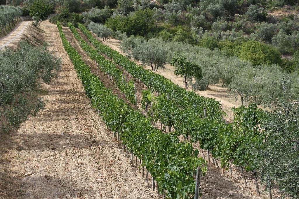 Готель Agriturismo Podere Somigli Di Lorenzo Correani Греве-ін-К'янті Екстер'єр фото