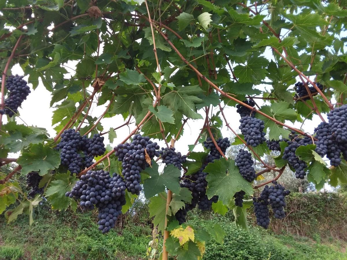 Готель Agriturismo Podere Somigli Di Lorenzo Correani Греве-ін-К'янті Екстер'єр фото